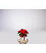 COUP DE COEUR!  Poinsettia | Fleurs de coeur au profit de la Fondation CLSC