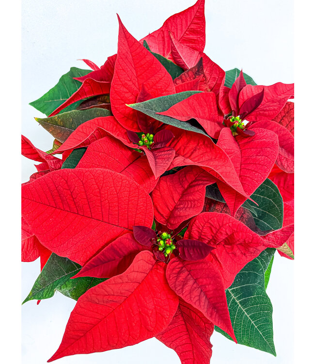 COUP DE COEUR!  Poinsettia | Fleurs de coeur au profit de la Fondation CLSC