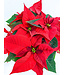 COUP DE COEUR!  Poinsettia | Fleurs de coeur au profit de la Fondation CLSC