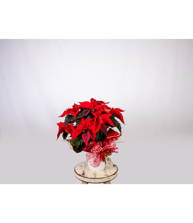 COUP DE COEUR!  Poinsettia | Fleurs de coeur au profit de la Fondation CLSC
