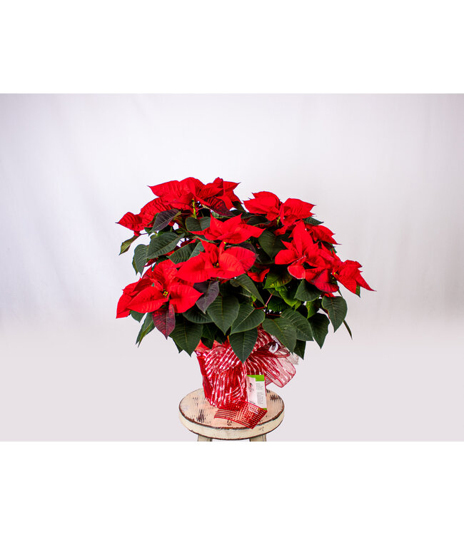 COUP DE COEUR!  Poinsettia | Fleurs de coeur au profit de la Fondation CLSC