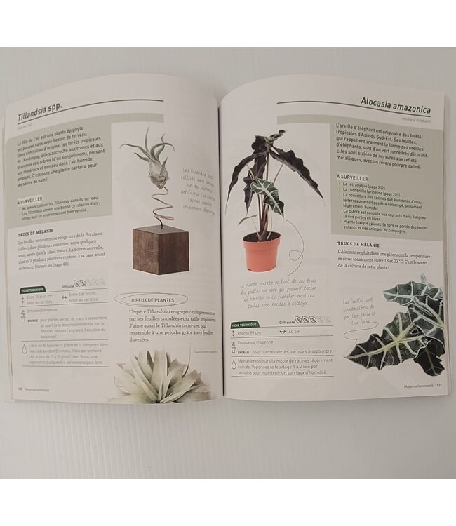 Une jungle entre quatre murs