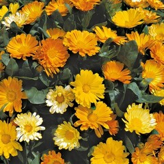 Mr. Forthergill's Calendula Daisy mélange