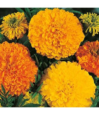 Mr. Forthergill's Marigold African Crackerjack