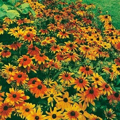 Mr. Forthergill's Rudbeckia Rustic nain