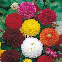 Mr. Forthergill's Dahlia Pompon