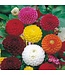 Mr. Forthergill's Dahlia Pompon