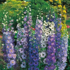 Mr. Forthergill's Delphinium Pacific Giant