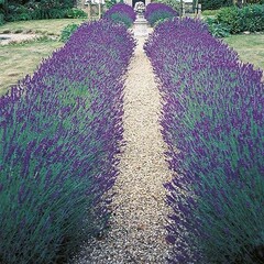 Mr. Forthergill's Lavande Hidcote Blue Strain