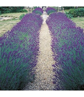 Mr. Forthergill's Lavande Hidcote Blue Strain