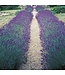 Mr. Forthergill's Lavande Hidcote Blue Strain