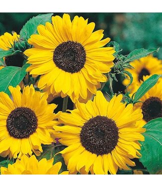 Mr. Forthergill's Tournesol Hallo