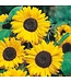 Mr. Forthergill's Tournesol Hallo