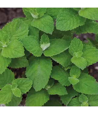Mr. Forthergill's Menthe pomme