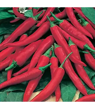 Mr. Forthergill's Piment de Cayenne