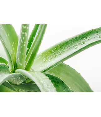 Aloes Vera 4 po