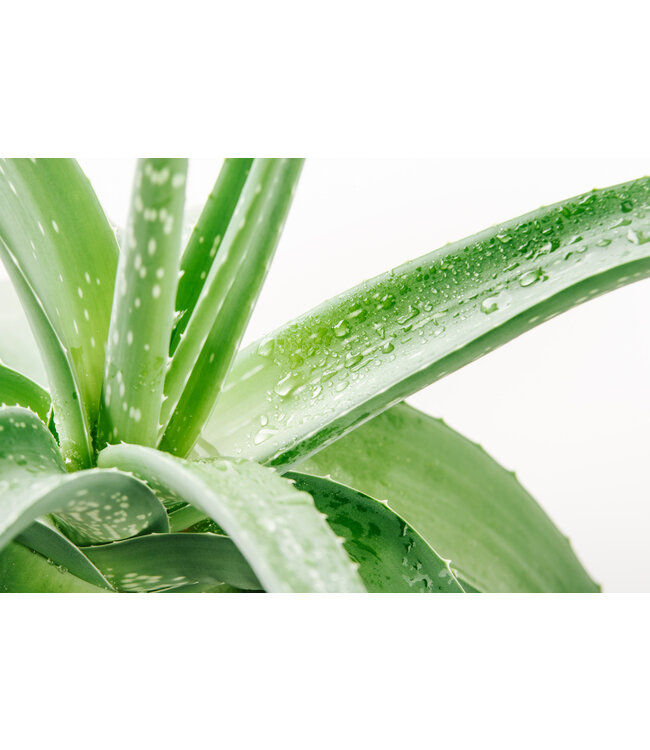 Aloes Vera 4 po