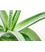Aloes Vera 4 po