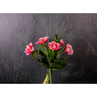 Signé Garneau Tulipes Hivernales - Rose