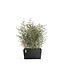 Ecopots Pot Paris gris fonce 31 po