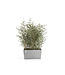 Ecopots Pot Paris blanc-gris 31 po