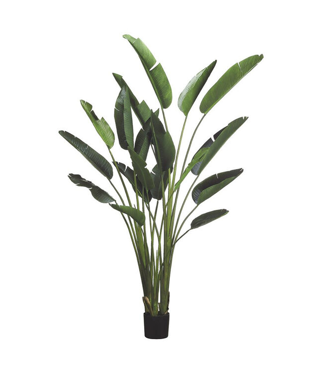 Plant oiseau du paradis 7,5 pi