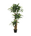 Dracaena en pot 5 pi