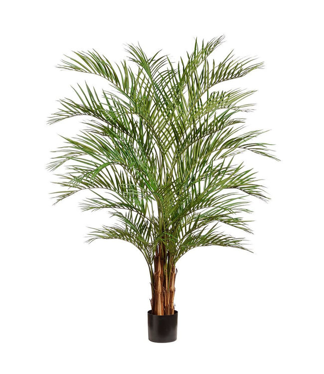 Palmier en pot 7,5 po