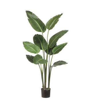 Plant d'oiseau du paradis en pot 5 pi