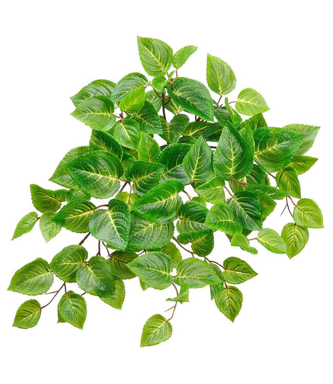Coleus retombant vert UV 20 po