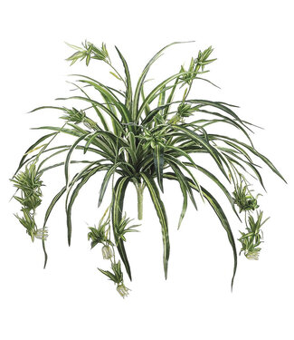 Plante araignée 34 po
