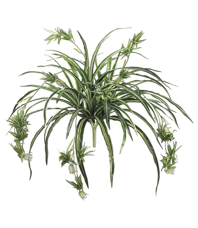 Plante araignée 34 po