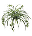 Plante araignée 34 po