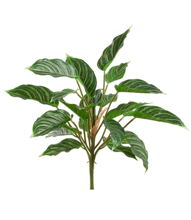 Bouquet Rohdea Japonica vert 19 po
