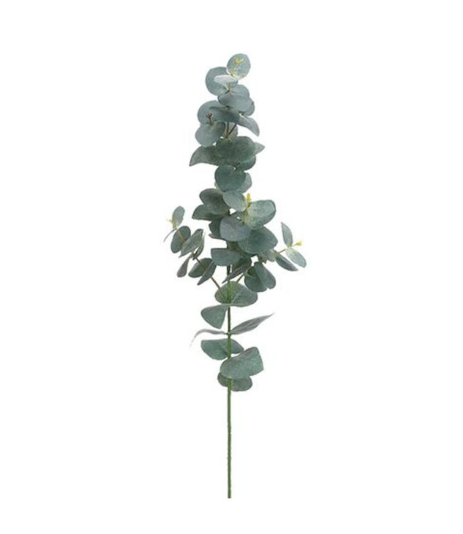 Tige d'eucalyptus vert grisâtre 29 po