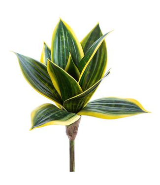 Pic sansevière 9 po