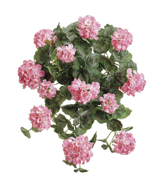 Bouquet suspendu de géranium UV rose 22 po