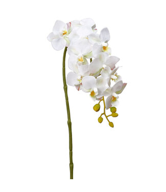 Tige d'orchidée blanche 22 po