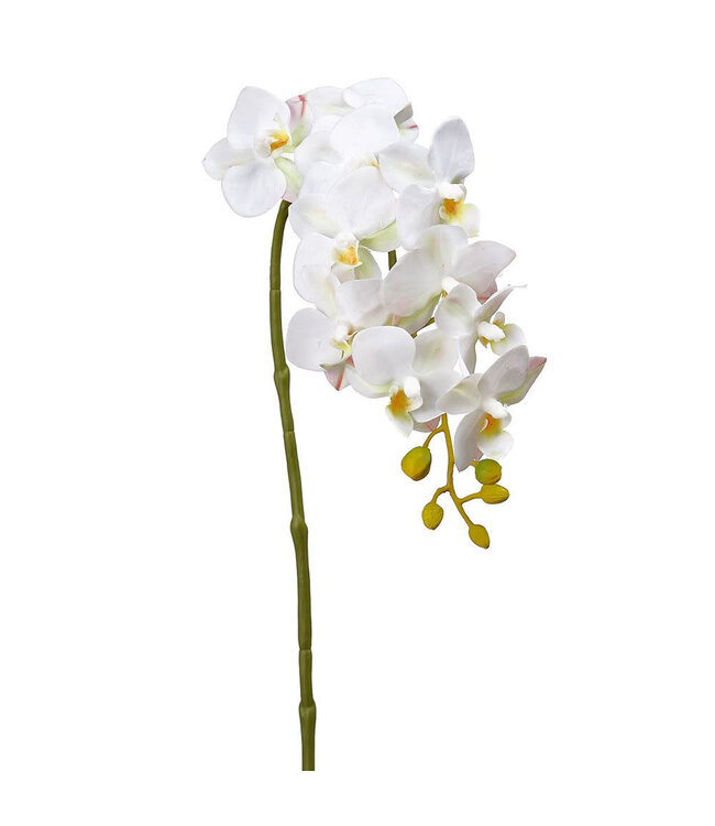 Tige d'orchidée blanche 22 po