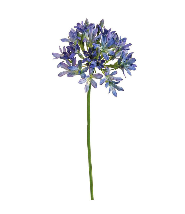Tige agapanthus bleu 35 po