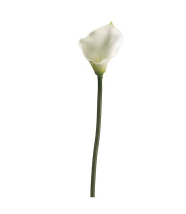 Tige de calla  blanc 30,5 po