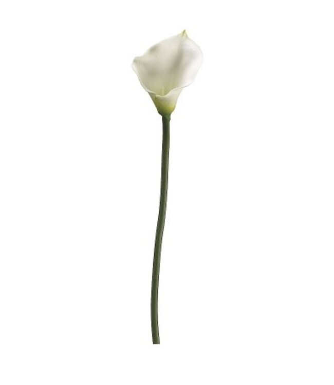 Tige de calla  blanc 30,5 po