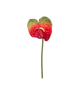 Tige d'anthurium rouge 27 po
