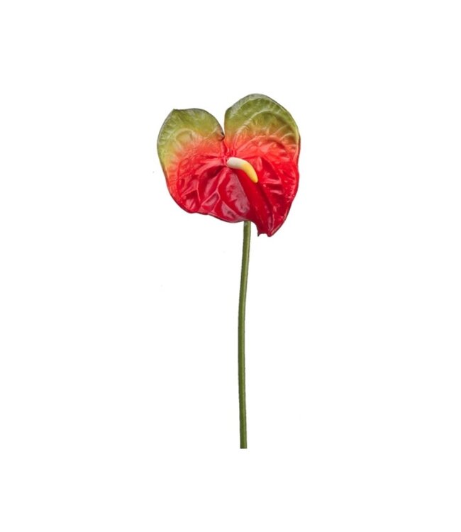Tige d'anthurium rouge 27 po