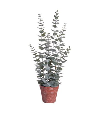 Eucalyptus en pot vert grisâtre