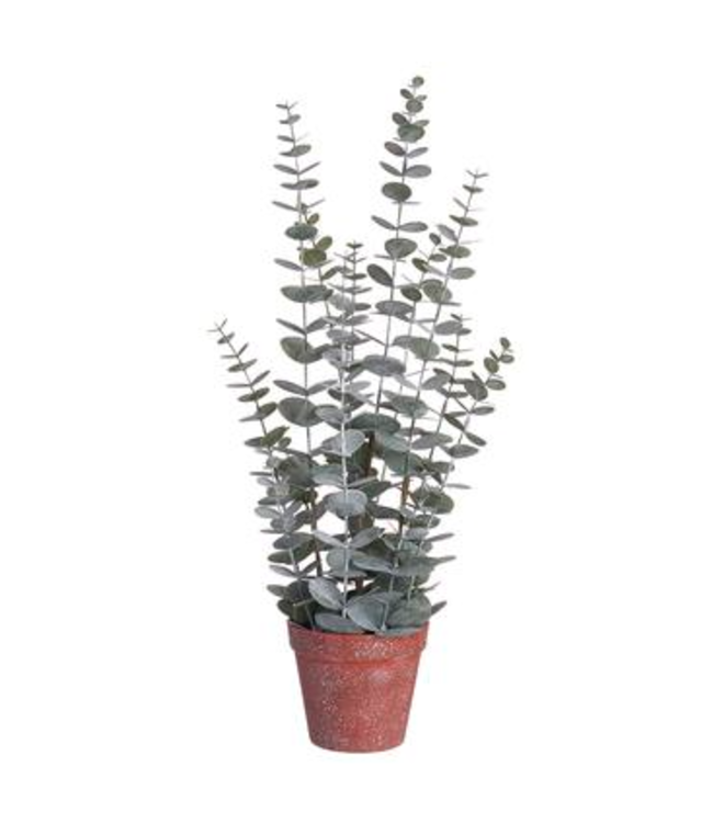 Eucalyptus en pot vert grisâtre