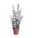 Eucalyptus en pot vert grisâtre