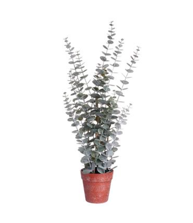 Eucalyptus en pot vert grisâtre