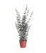 Eucalyptus en pot vert grisâtre