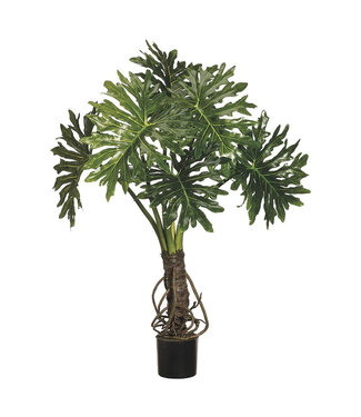 Philodendron en pot 4 pi